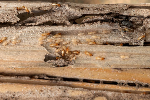 Best Insect Control  in Montclair, CA